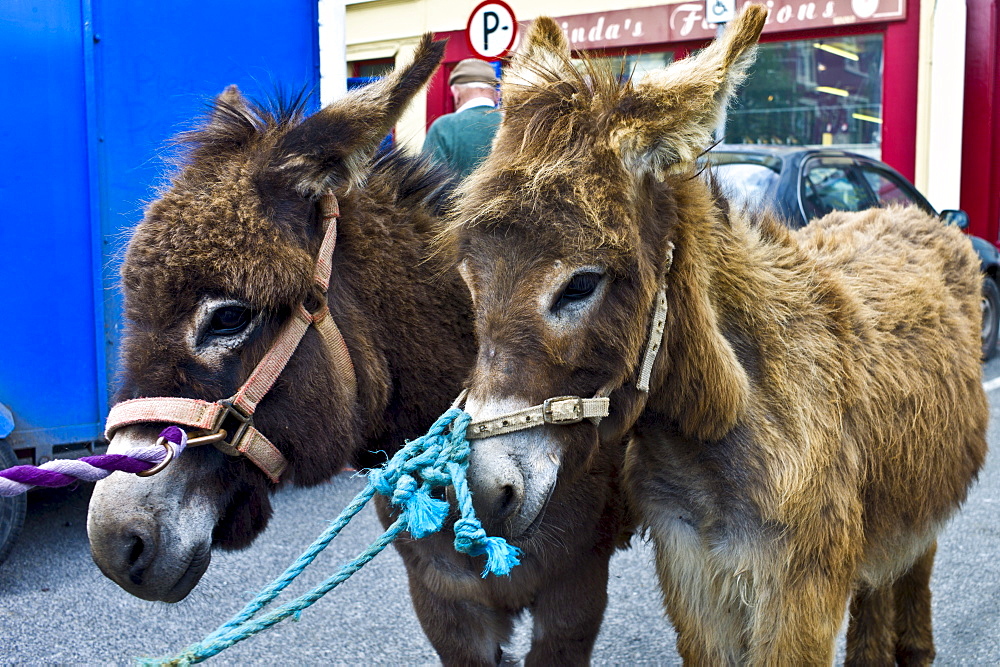 Horse fair in market square in Kilrush, Co. Clare, Ireland. Traditional for locals and travellers to trade horses and donkeys