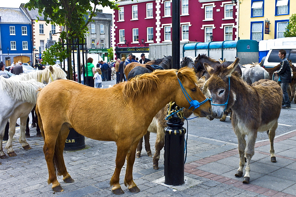 Horse fair in market square in Kilrush, Co. Clare, Ireland. Traditional for locals and travellers to trade horses and donkeys