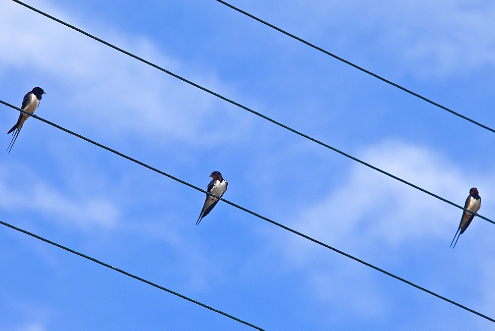 Three swallows perching, bird on the wire, in County Clare, West of Ireland