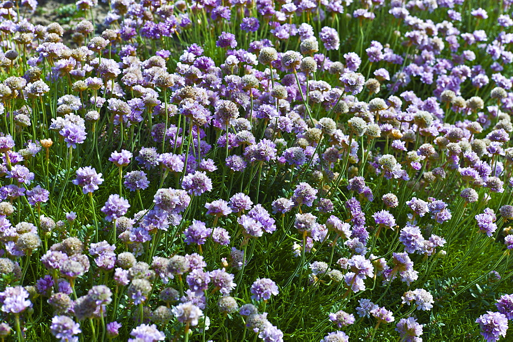 Native seaside Thrift sea pink flower plant Armeria maritima - Plumbaginaceae in Kilkee, County Clare, West of Ireland