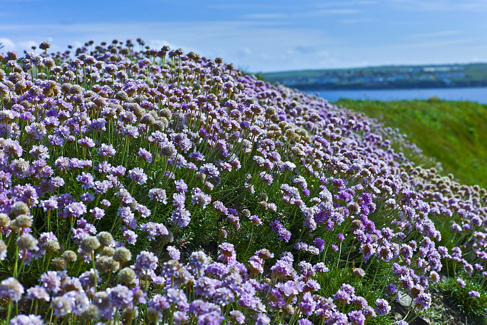 Native seaside Thrift sea pink flower plant Armeria maritima - Plumbaginaceae in Kilkee, County Clare, West of Ireland