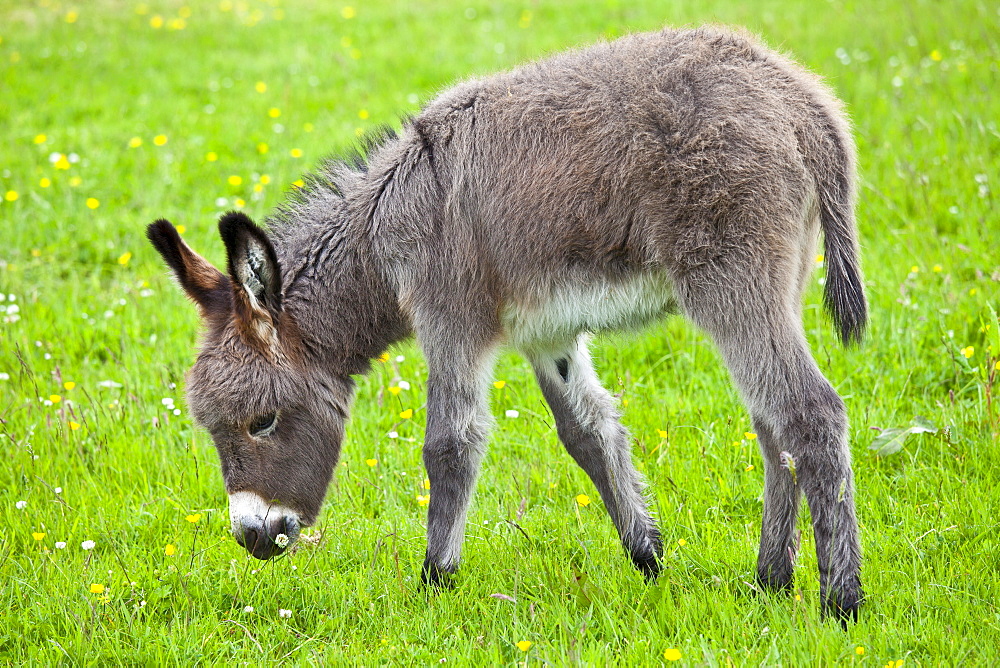 Donkey foal in Connemara, County Galway, Ireland