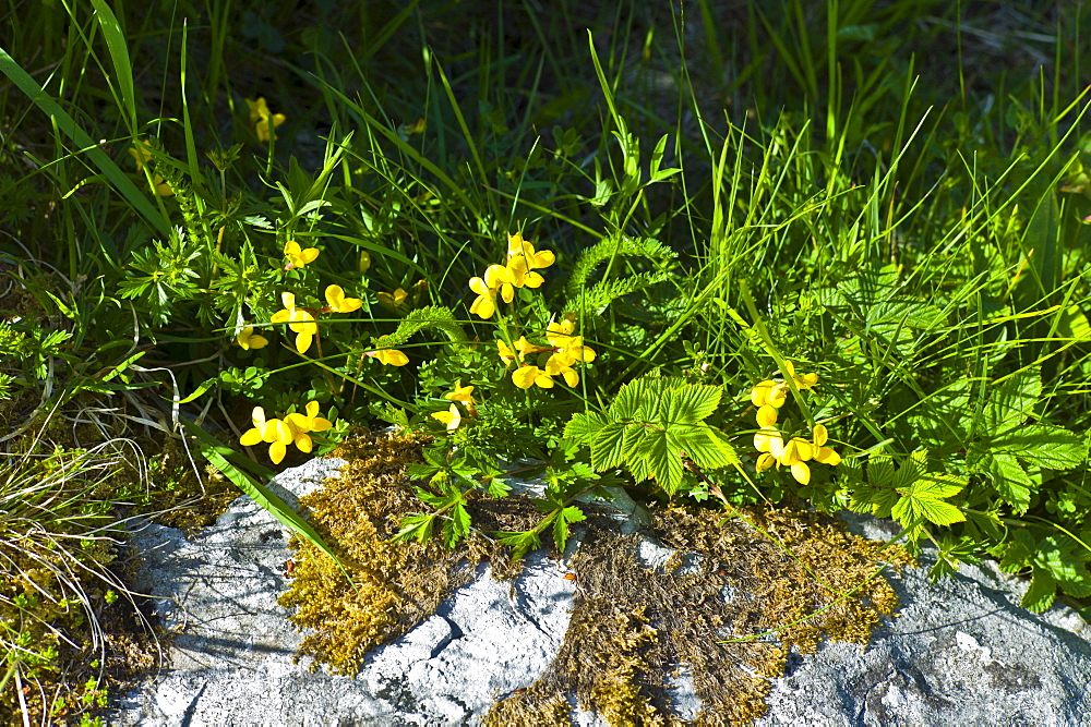 Native wildflowers and lichen of The Burren, County Clare, West of Ireland