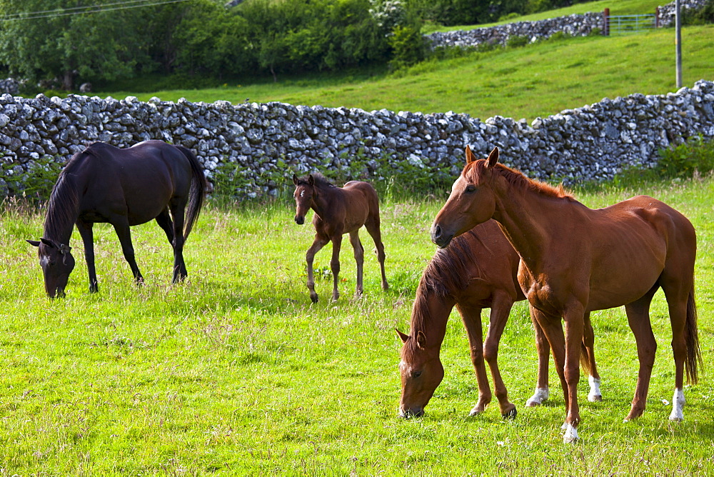 Irish horses and foal, County Galway, Ireland