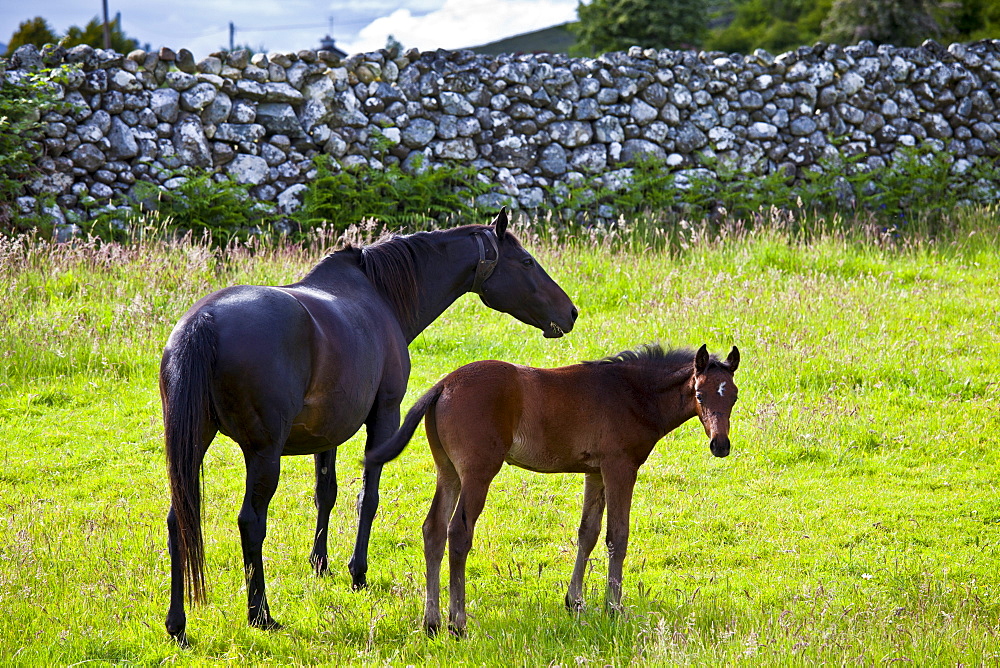 Irish mare horse and foal, County Galway, Ireland