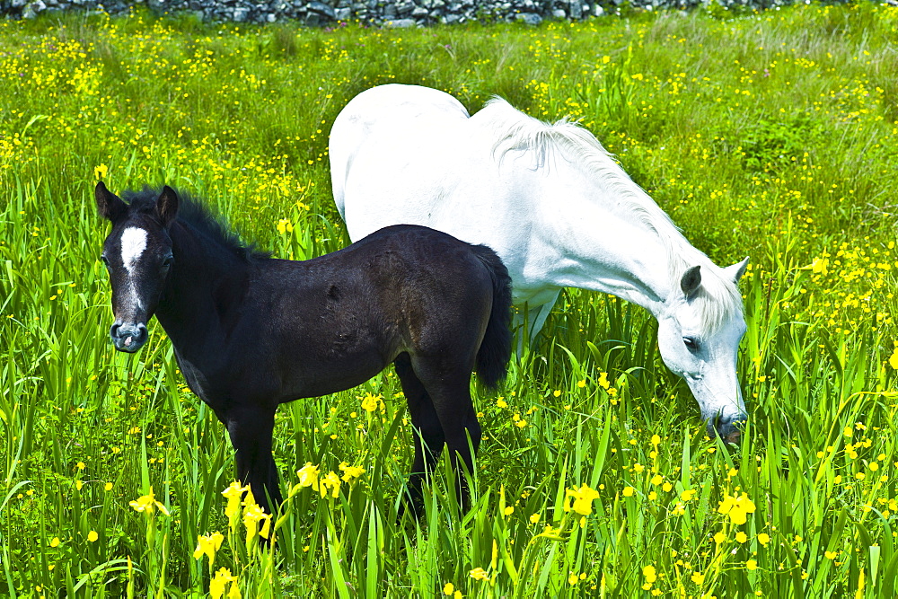 Connemara pony grey mare and foal in buttercup meadow, Connemara, County Galway, Ireland