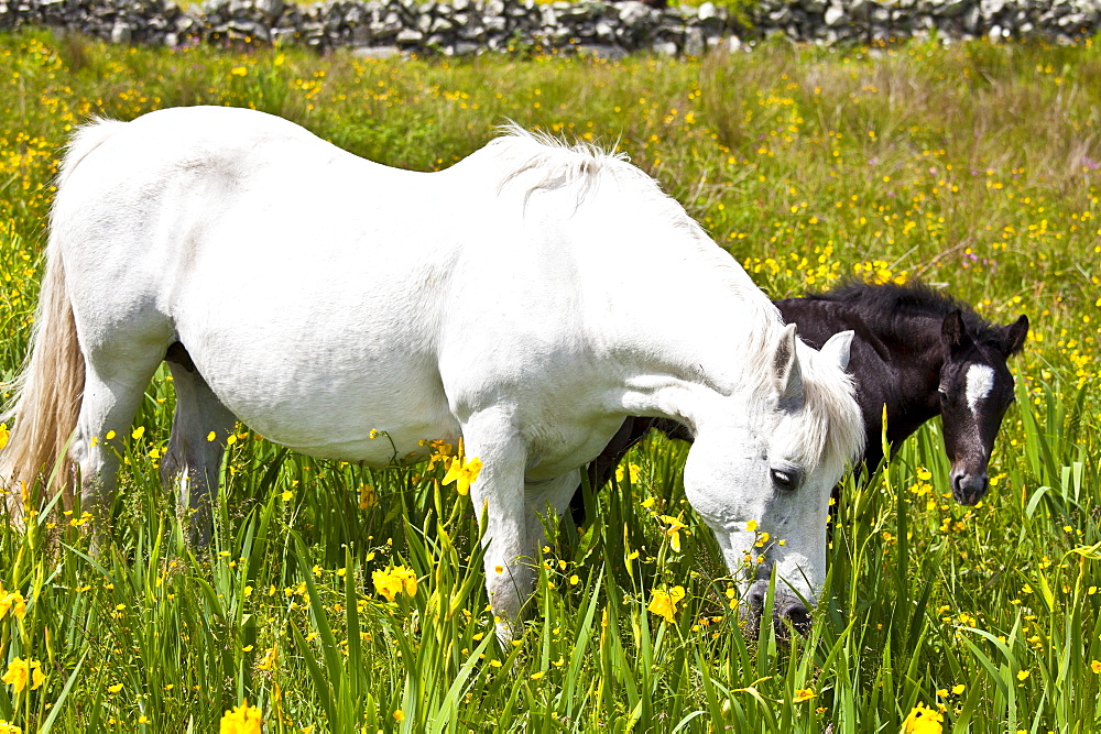 Connemara pony grey mare and foal in buttercup meadow, Connemara, County Galway, Ireland