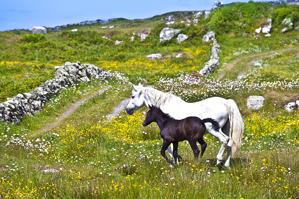 Connemara pony grey mare and foal in buttercup meadow, Connemara, County Galway, Ireland