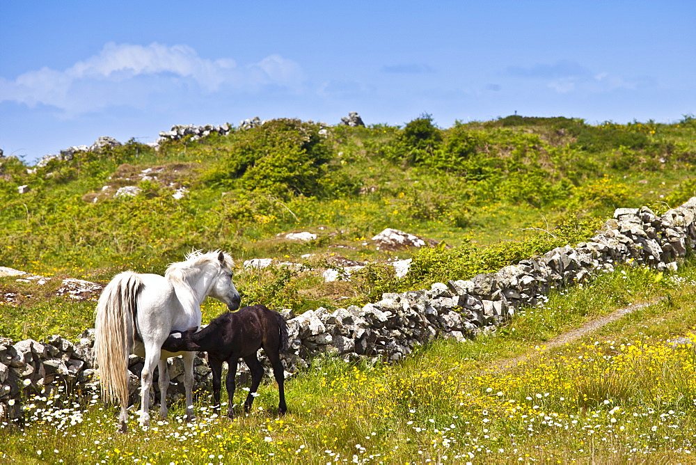 Connemara pony mare with foal suckling in buttercup meadow, Connemara, County Galway, Ireland