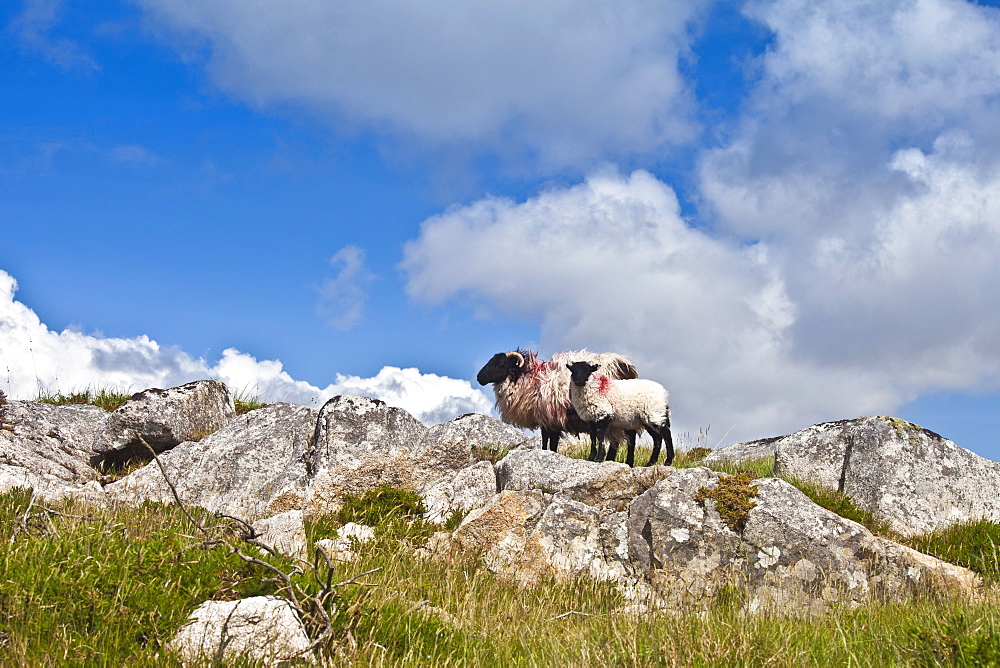 Black-faced mountain sheep on the Old Bog Road near Roundstone, Connemara, County Galway, Ireland