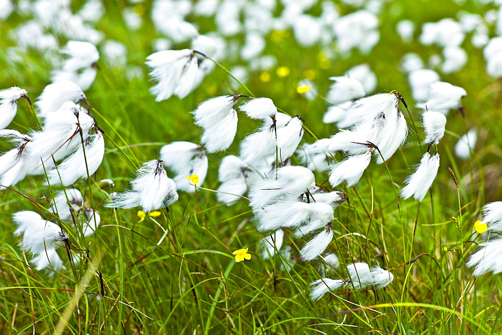 Bog Cotton, cotton-grass, Eriophorum blowing in the wind at Cleggan, Connemara, County Galway