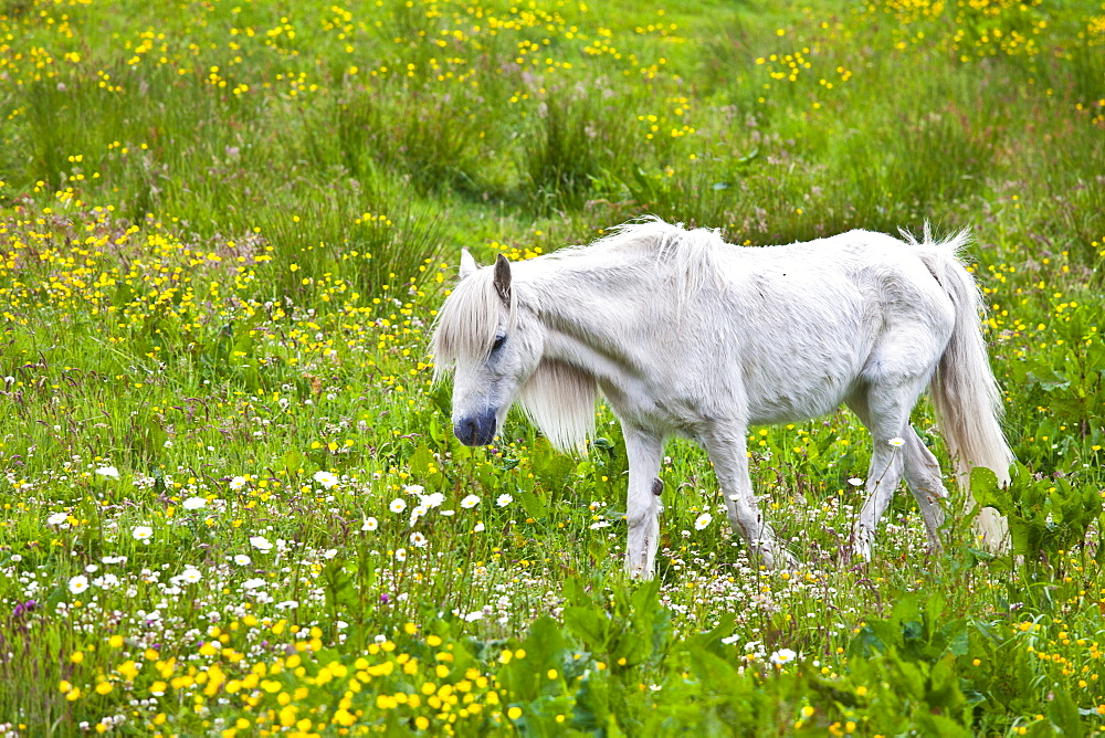 Malnourished thin and boney Connemara pony in Connemara, County Galway