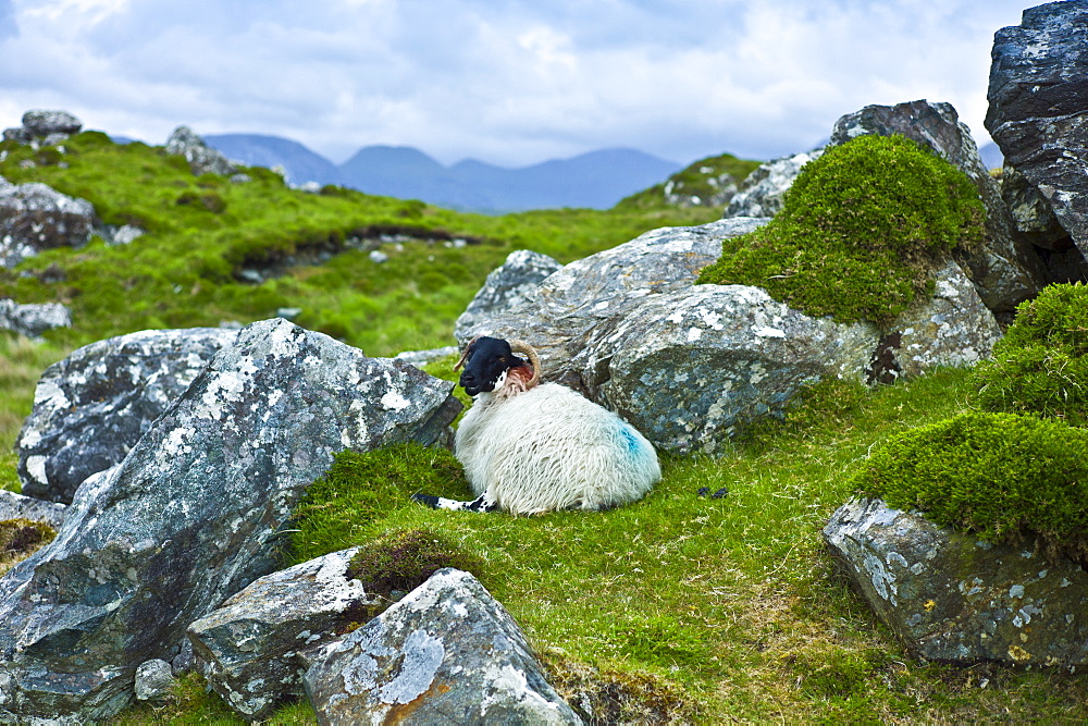 Mountain sheep ram sheltering among rocks on the Old Bog Road near Roundstone, Connemara, County Galway