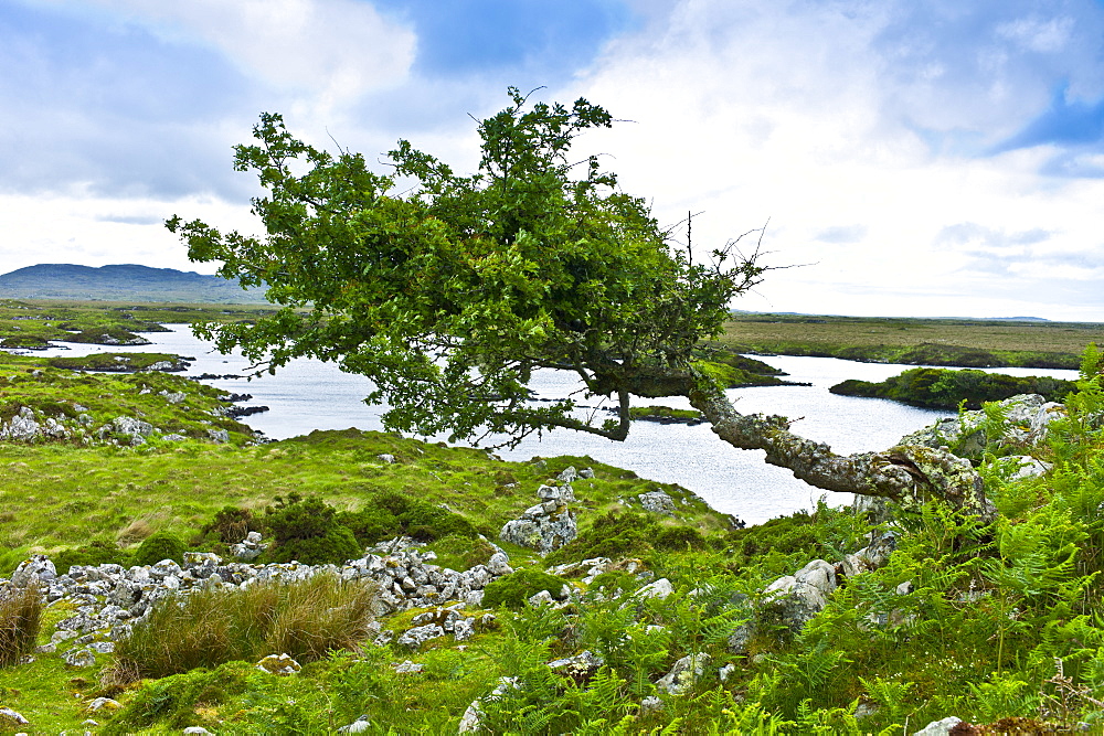 Windswept Tree by the Old Bog Road, Connemara, County Galway, Ireland