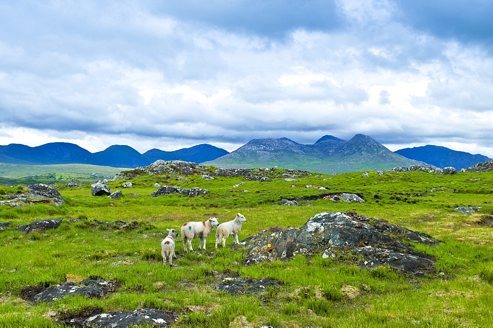 Mountain sheep on the Old Bog Road, near Roundstone, Connemara, County Galway