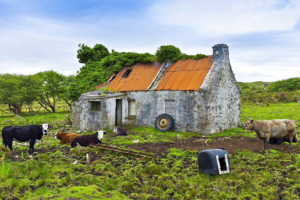 Cattle by old derelict cottage near Cashel, Connemara, County Galway