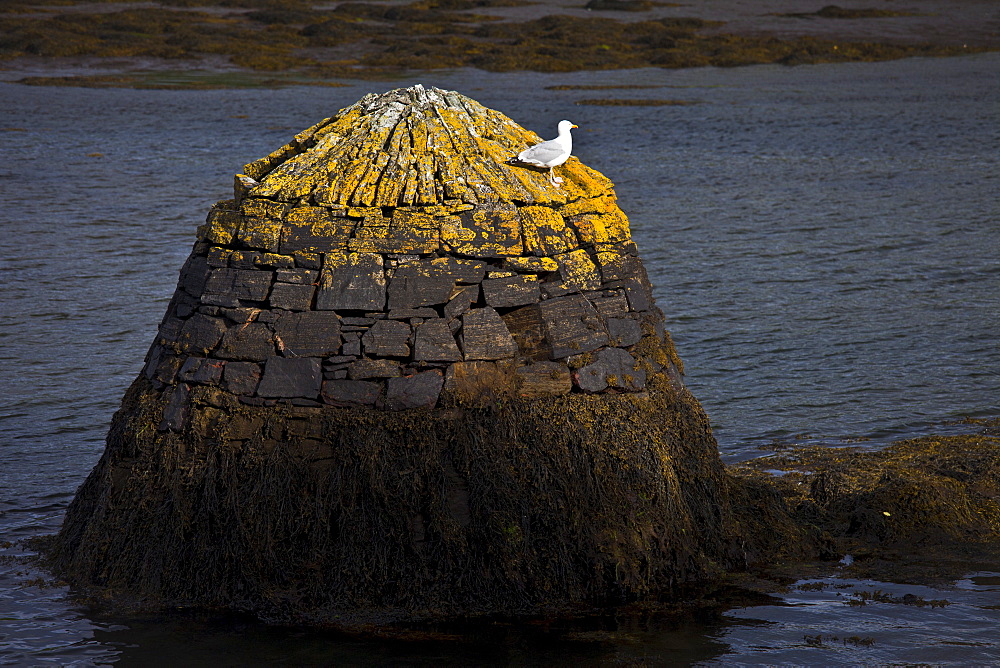 Seagull on vantage point in Clifden bay, Connemara, County Galway, Ireland