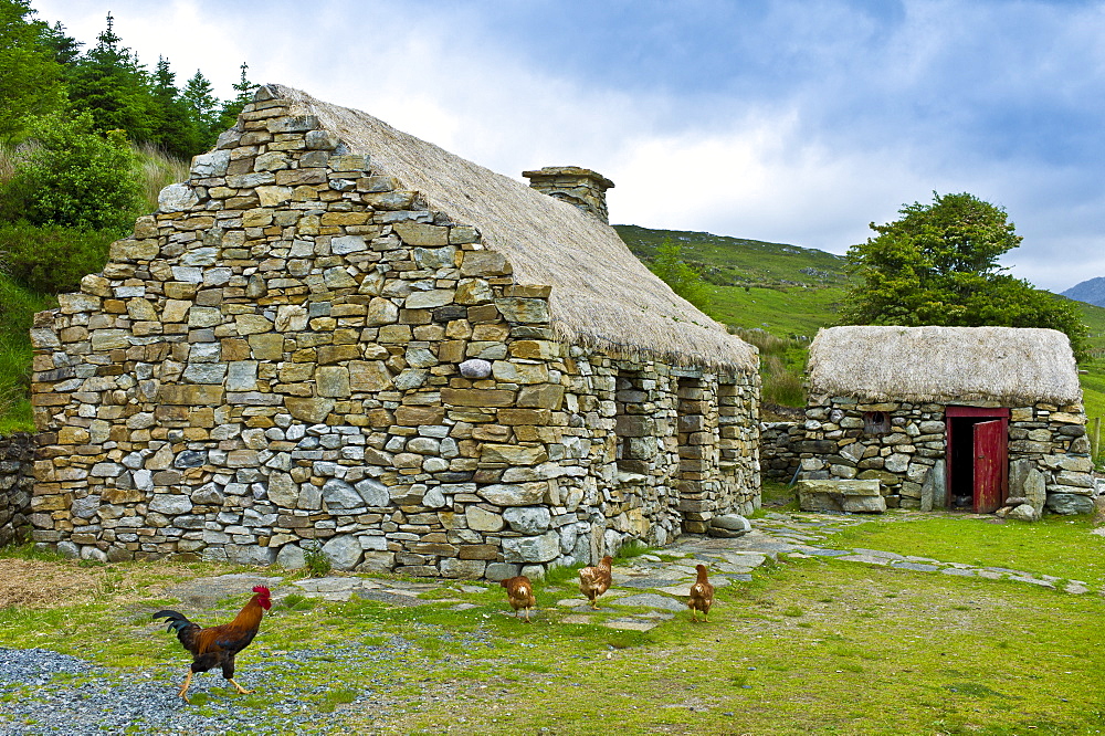 Cockerel and hens at historic cottage of Dan O'Hara, evicted by the British and forced to emigrate, Connemara, County Galway