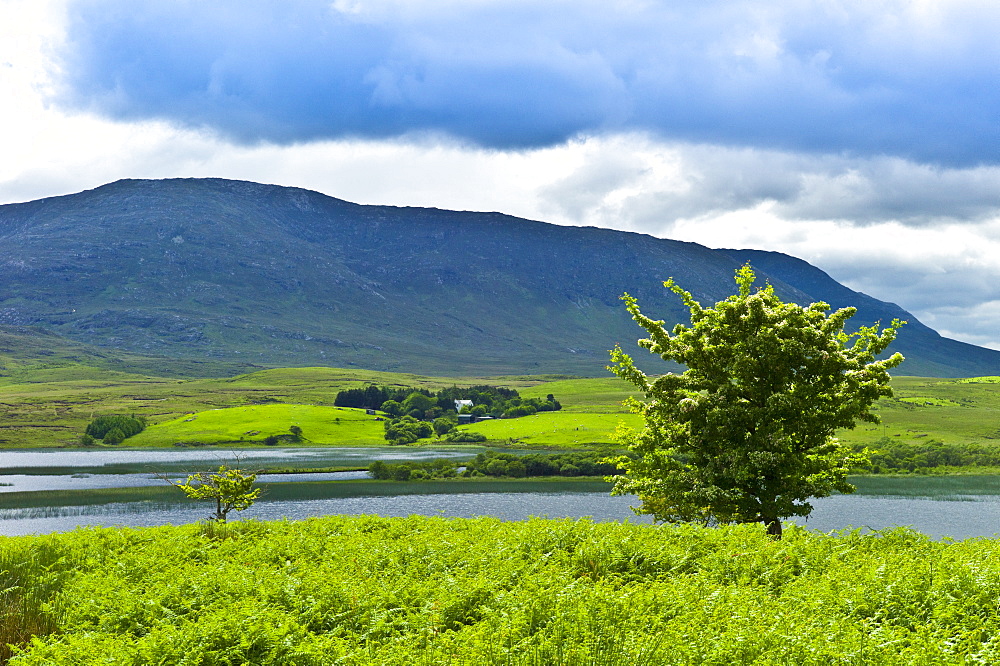 Farm at the foot of the Maamturk mountains near Maam, Connemara, County Galway, Ireland