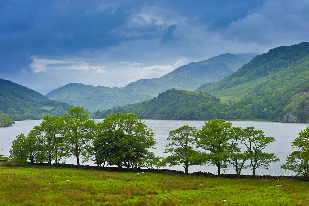 Hawthorn trees in Welsh landscape in Snowdonia National Park at Lake Llyn Gwynant, Gwynedd, Wales