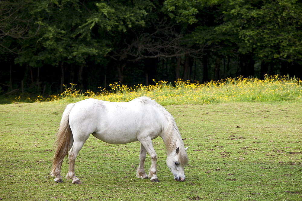 Welsh pony grazing in Snowdonia, Gwynedd, Wales