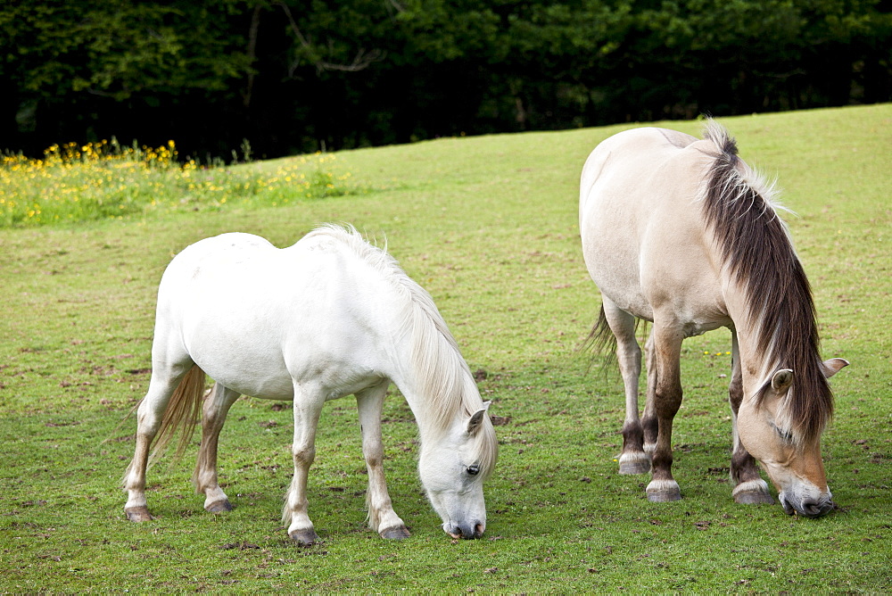 Welsh ponies grazing in Snowdonia, Gwynedd, Wales