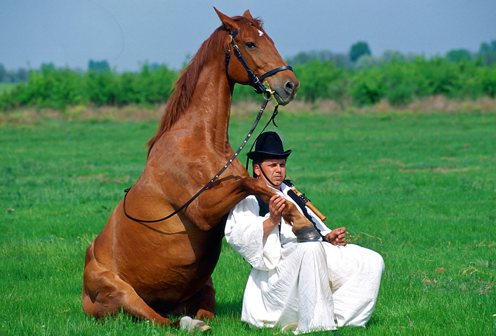 Hugarian Csikos - Cowboy - with his horse resting his hoof on his leg  at Bugac on the Great Plain of Hungary