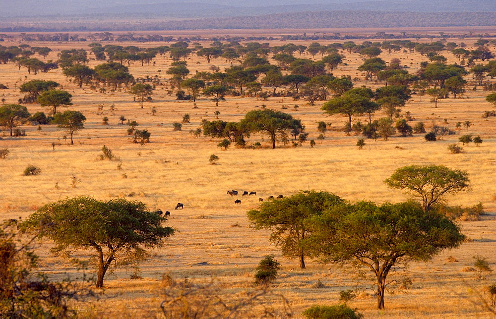 The Serengeti Plain in the Serengeti National Park, Tanzania Grumeti,Tanzania, East Africa