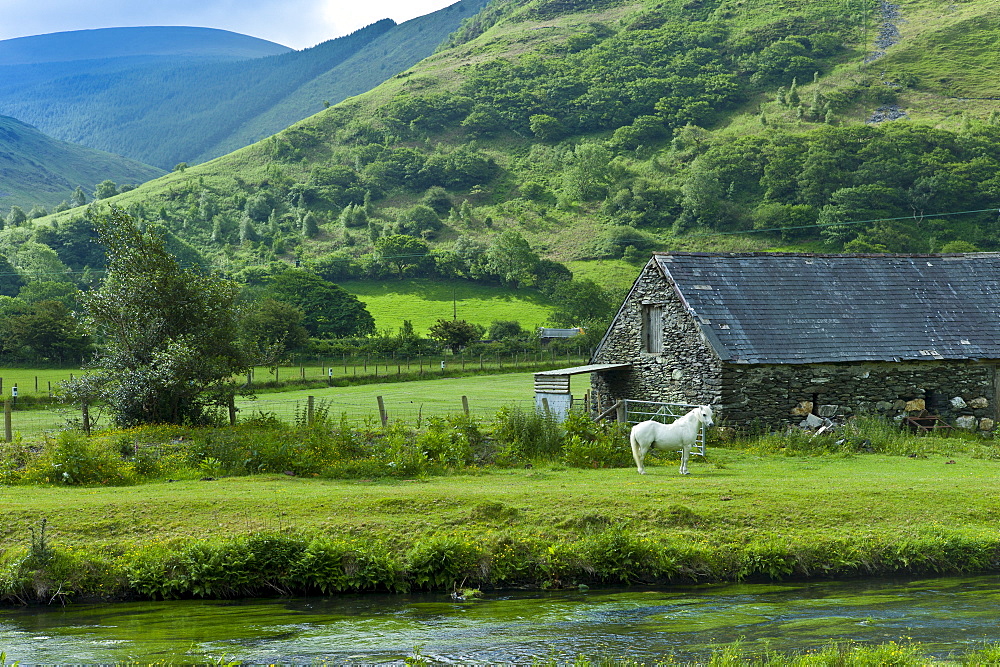 Welsh pony in typical Welsh mountain landscape at Abergynolwyn in Snowdonia, Gwynedd, Wales