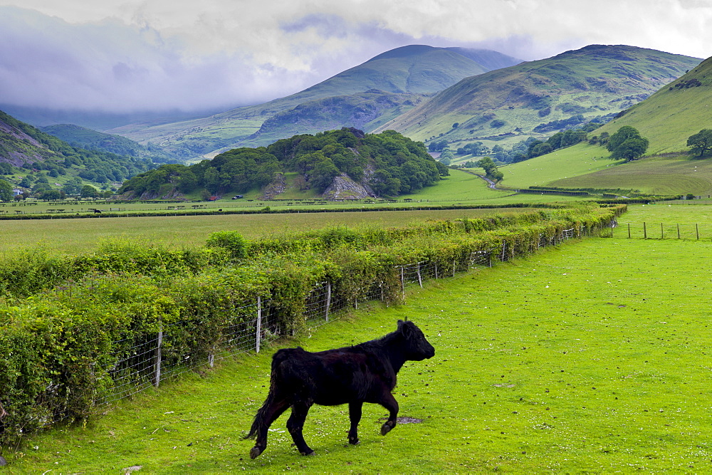 Welsh black cow in valley meadow at Llanfihangel, Snowdonia, Gwynedd, Wales