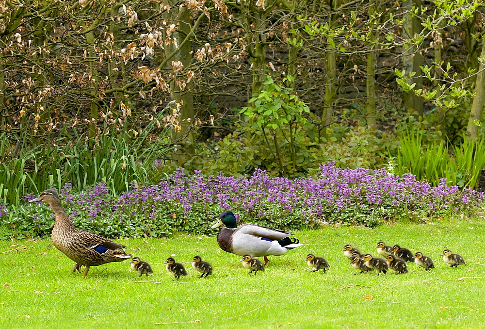 Mallard duck and drake with their ducklings