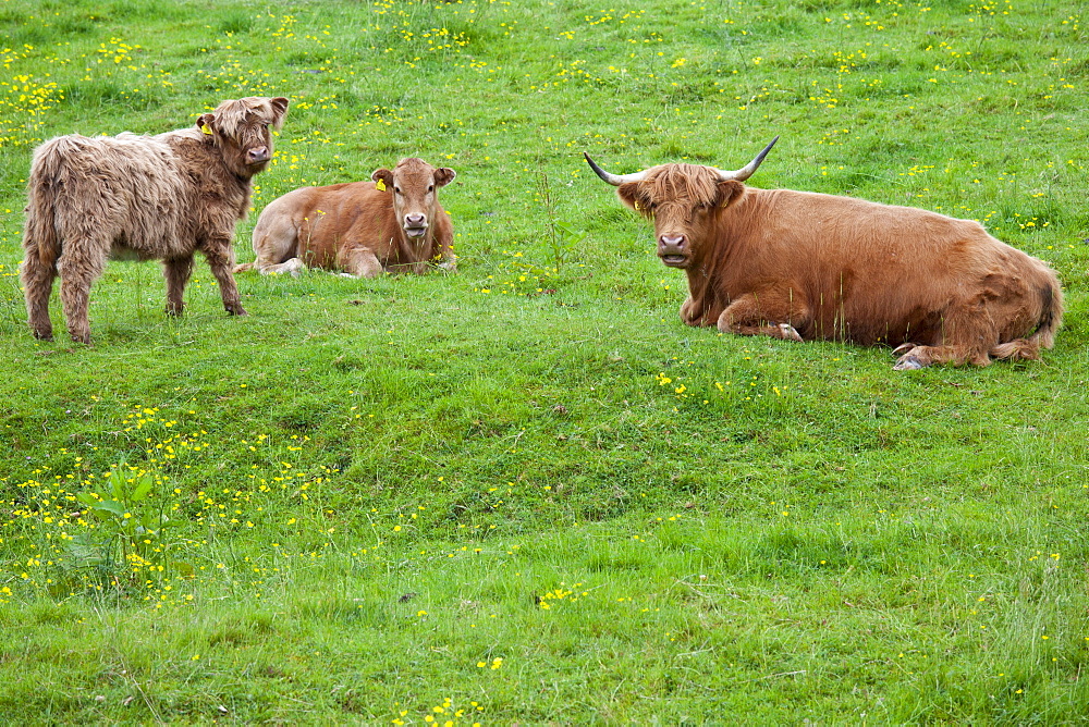 Highland Cattle in meadow at Ceri (Kerry) Montgomeryshire, Powys, Wales