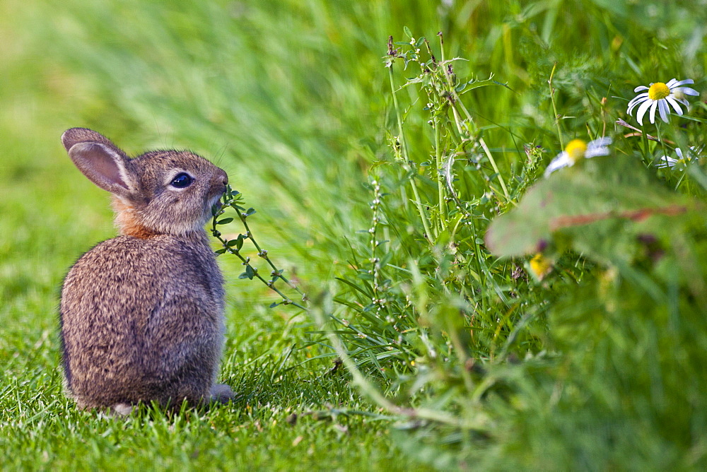 Wild young rabbit sniffing wildflower in country garden, The Cotswolds, Oxfordshire, United Kingdom