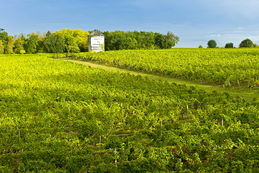 Chateau de Terrefort Quancard vineyard, Bordeaux, France