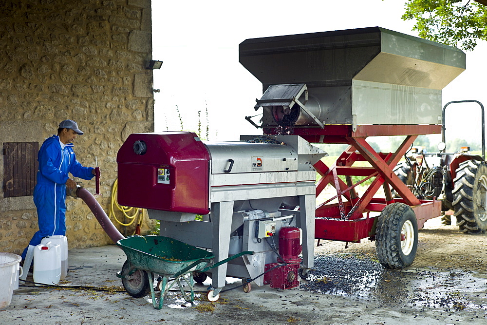 Mechanised harvesting of merlot grapes at Chateau Fontcaille Bellevue in Bordeaux wine region of France