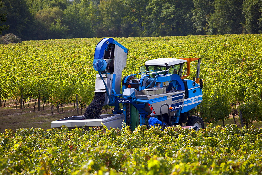 Wine harvest, the vendange, of Merlot grapes by vine tractor at Chateau Fontcaille Bellevue, in Bordeaux region of France