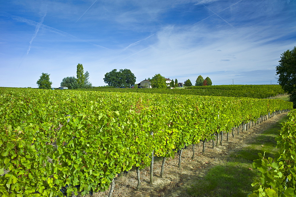 Merlot grapes ripe for harvest at Chateau Fontcaille Bellevue, in Bordeaux region of France