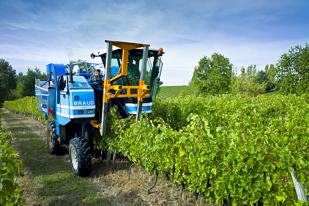 Wine harvest, the vendange, of Merlot grapes by vine tractor at Chateau Fontcaille Bellevue, in Bordeaux region of France