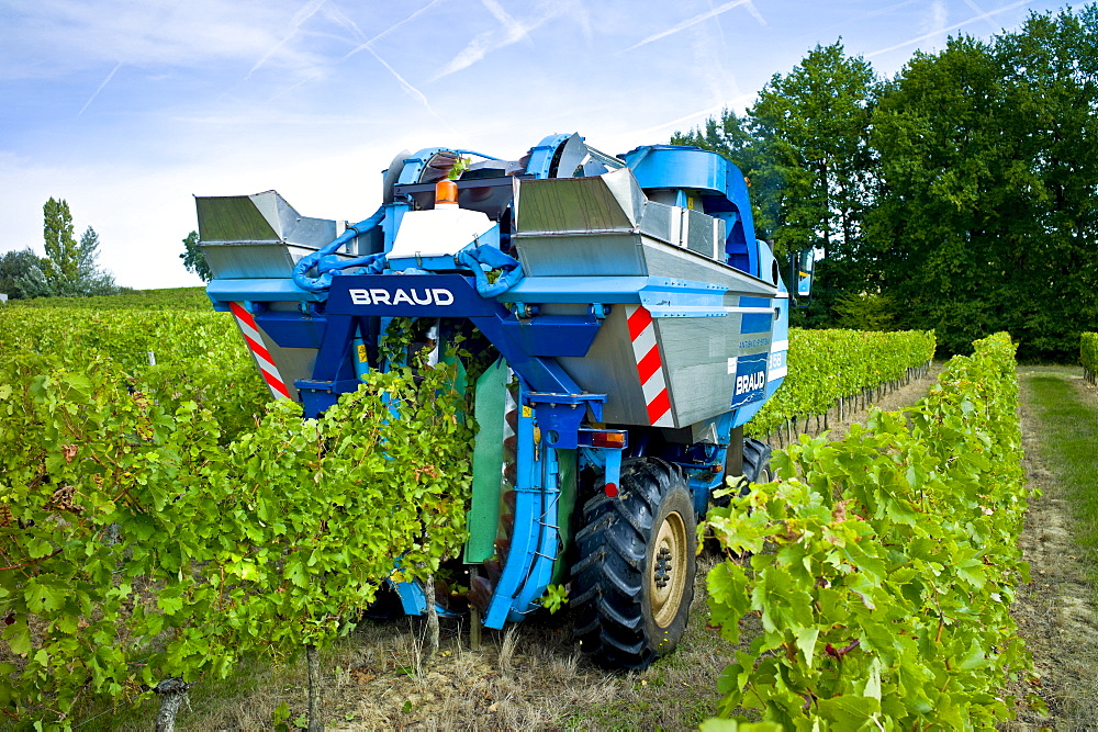 Wine harvest, the vendange, of Merlot grapes by vine tractor at Chateau Fontcaille Bellevue, in Bordeaux region of France