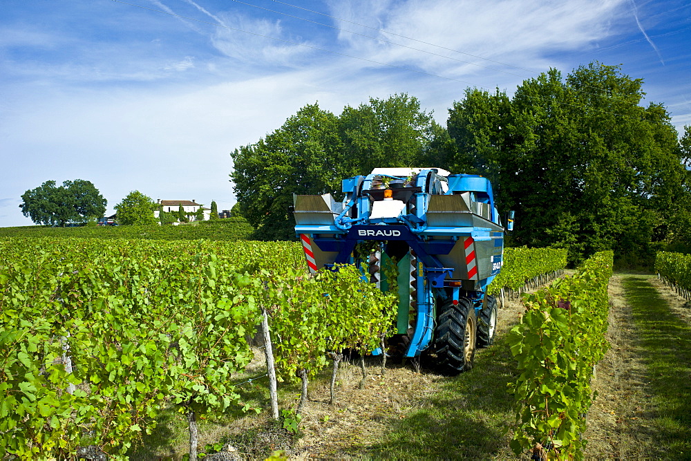 Wine harvest, the vendange, of Merlot grapes by vine tractor at Chateau Fontcaille Bellevue, in Bordeaux region of France