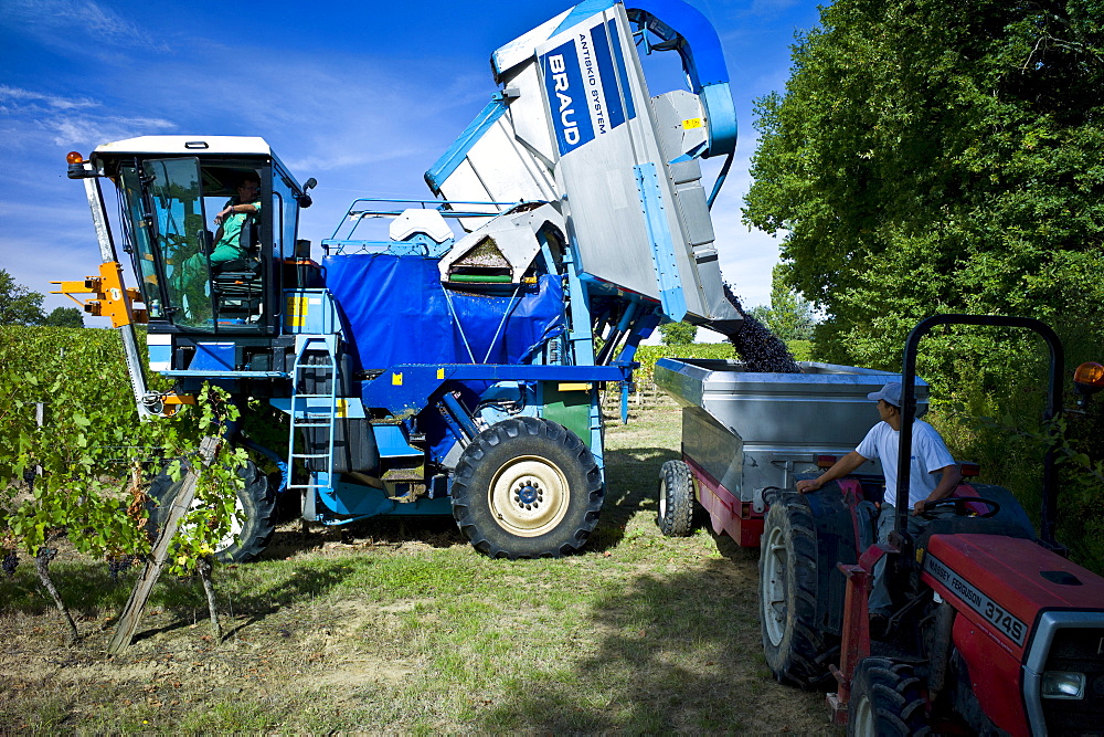 Wine harvest, the vendange, of Merlot grapes by vine tractor at Chateau Fontcaille Bellevue, in Bordeaux region of France