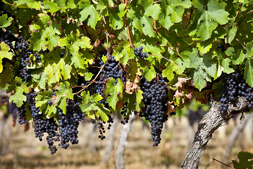 Ripe Merlot grapes on an ancient vine at Chateau Fontcaille Bellevue, in Bordeaux region of France