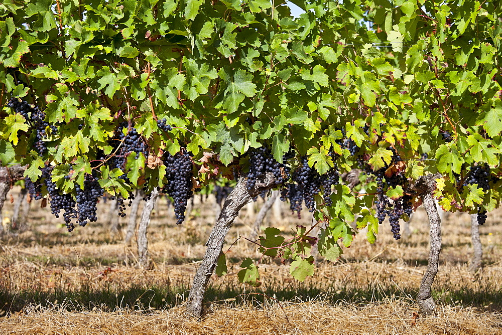 Ripe Merlot grapes on an ancient vine at Chateau Fontcaille Bellevue, in Bordeaux region of France