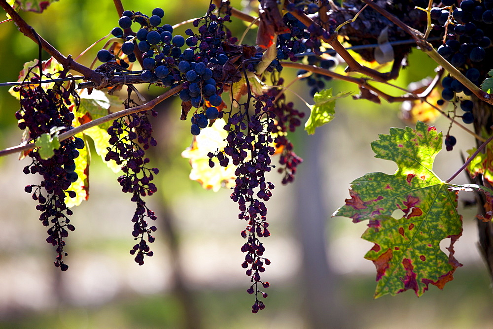 Withered Merlot grapes on an ancient vine at Chateau Fontcaille Bellevue, in Bordeaux region of France