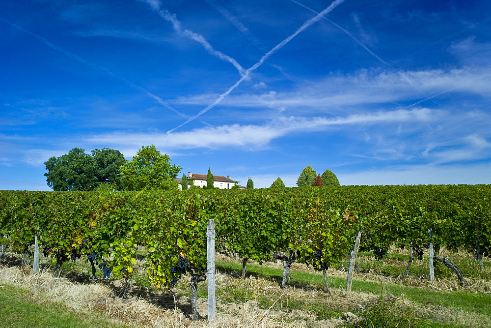 Cabernet Sauvignon grapes ripe for harvesting at Chateau Fontcaille Bellevue in Bordeaux wine region of France