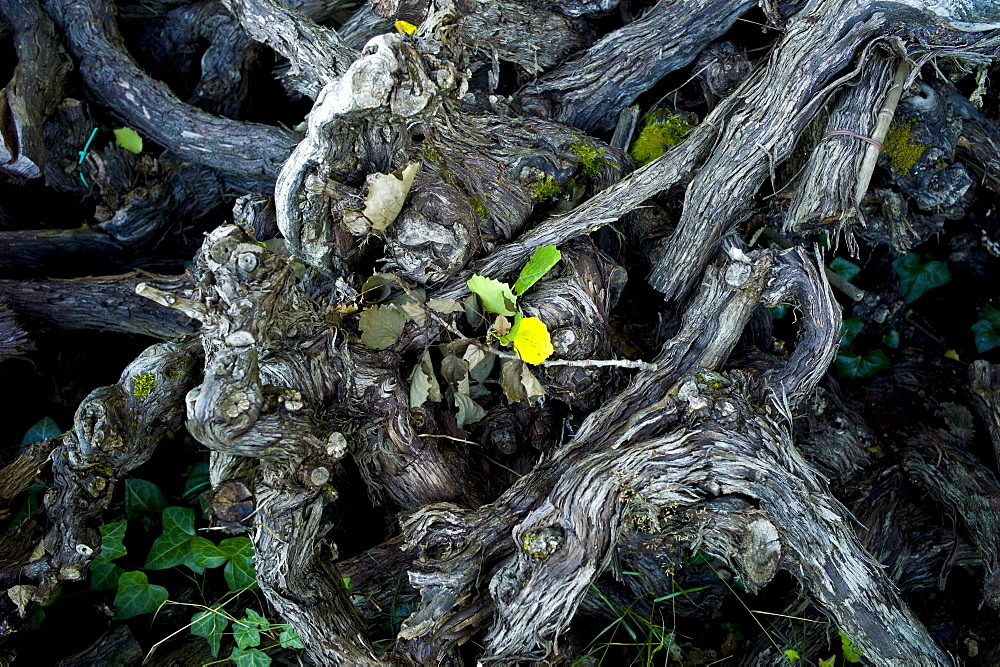 Old pruned vine stalks in wine region of Bordeaux, France