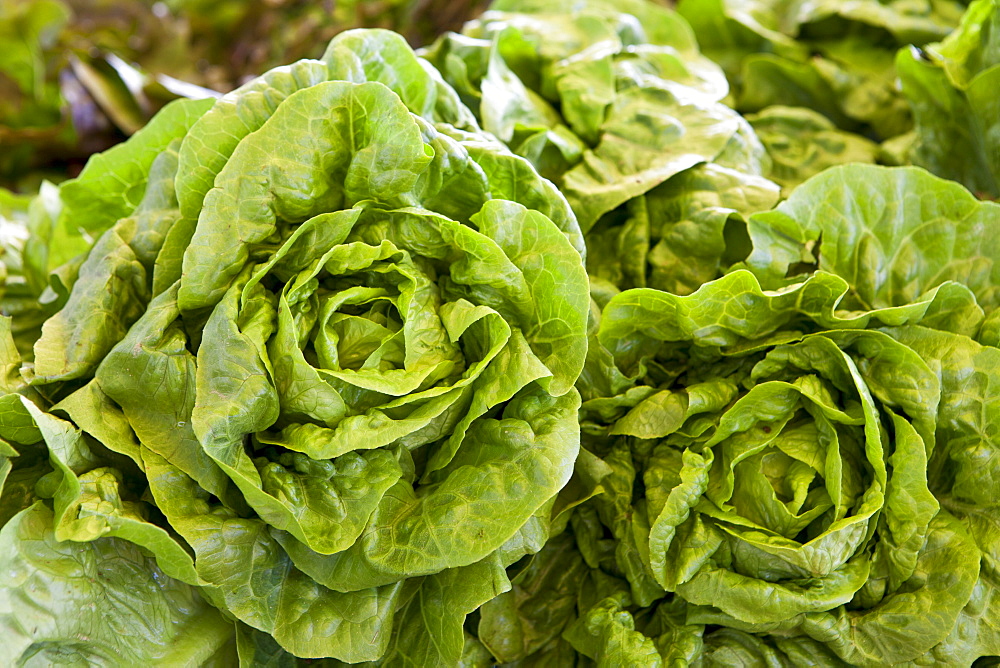 Freshly-picked lettuces on sale at food market at La Reole in Bordeaux region of France