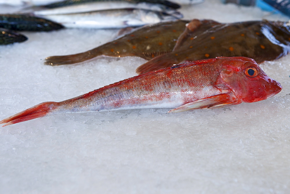 Freshly-caught red fish, Grondin, on sale at food market at La Reole in Bordeaux region of France