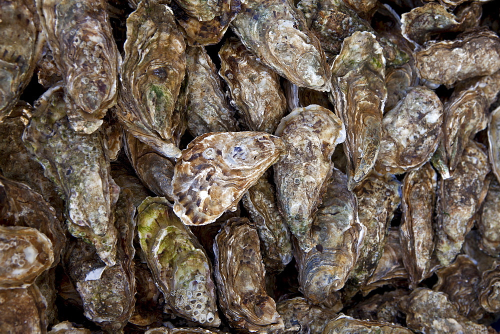 Freshly-caught live oysters, fin de claires, on sale at food market at La Reole in Bordeaux region of France