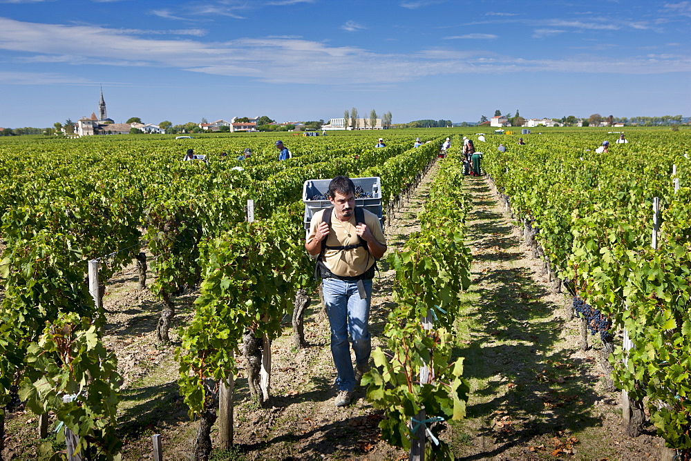 Vendangeur with Merlot grapes at vendange harvest in famous Chateau Petrus vineyard at Pomerol in Bordeaux, France